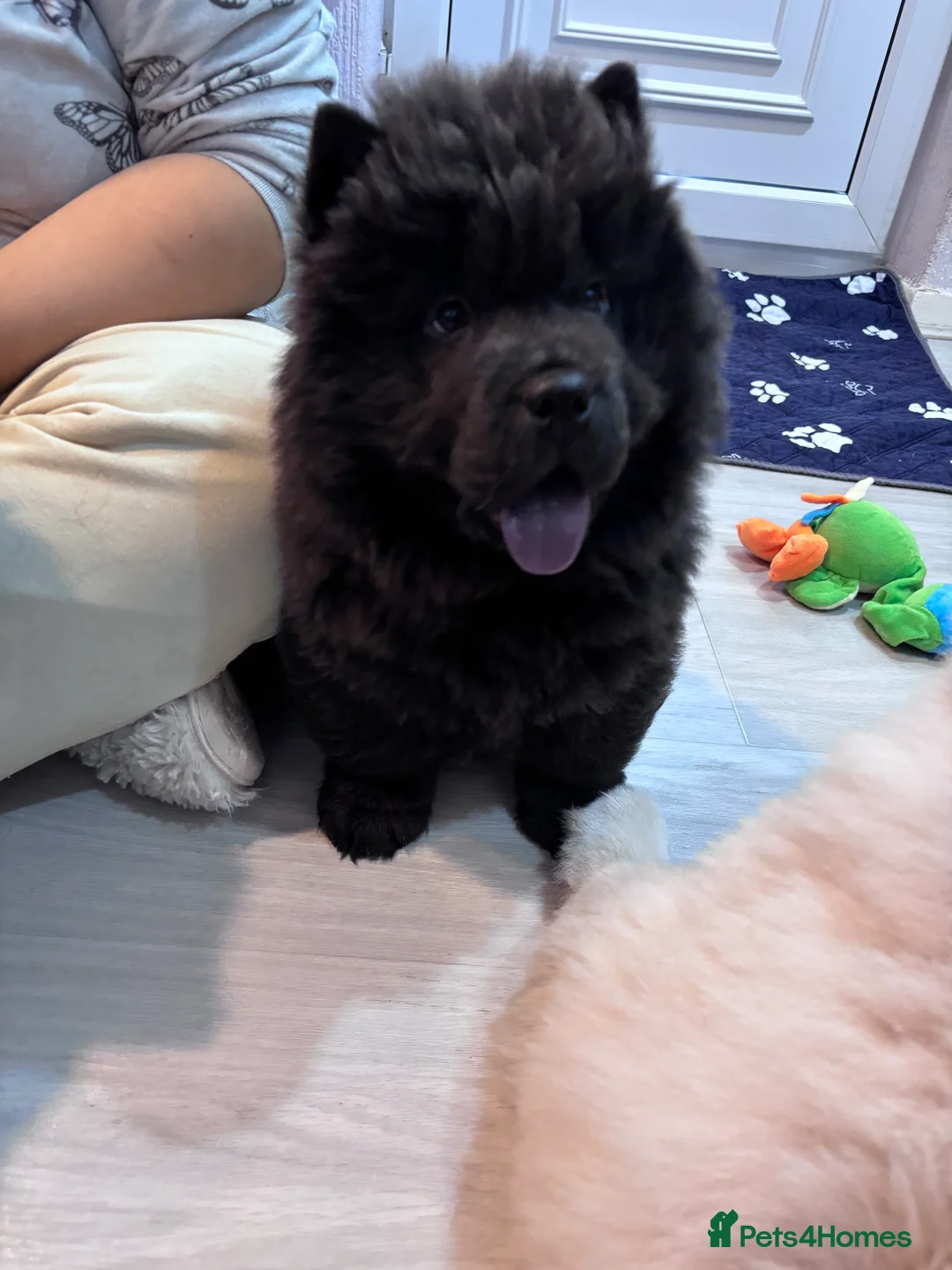 Chow Chow dogs for sale: Last Blue boy Chow Chow  - Advert 8