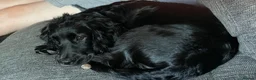 Cocker Spaniel dogs for sale: Six month old cocker spaniel  - Advert 6