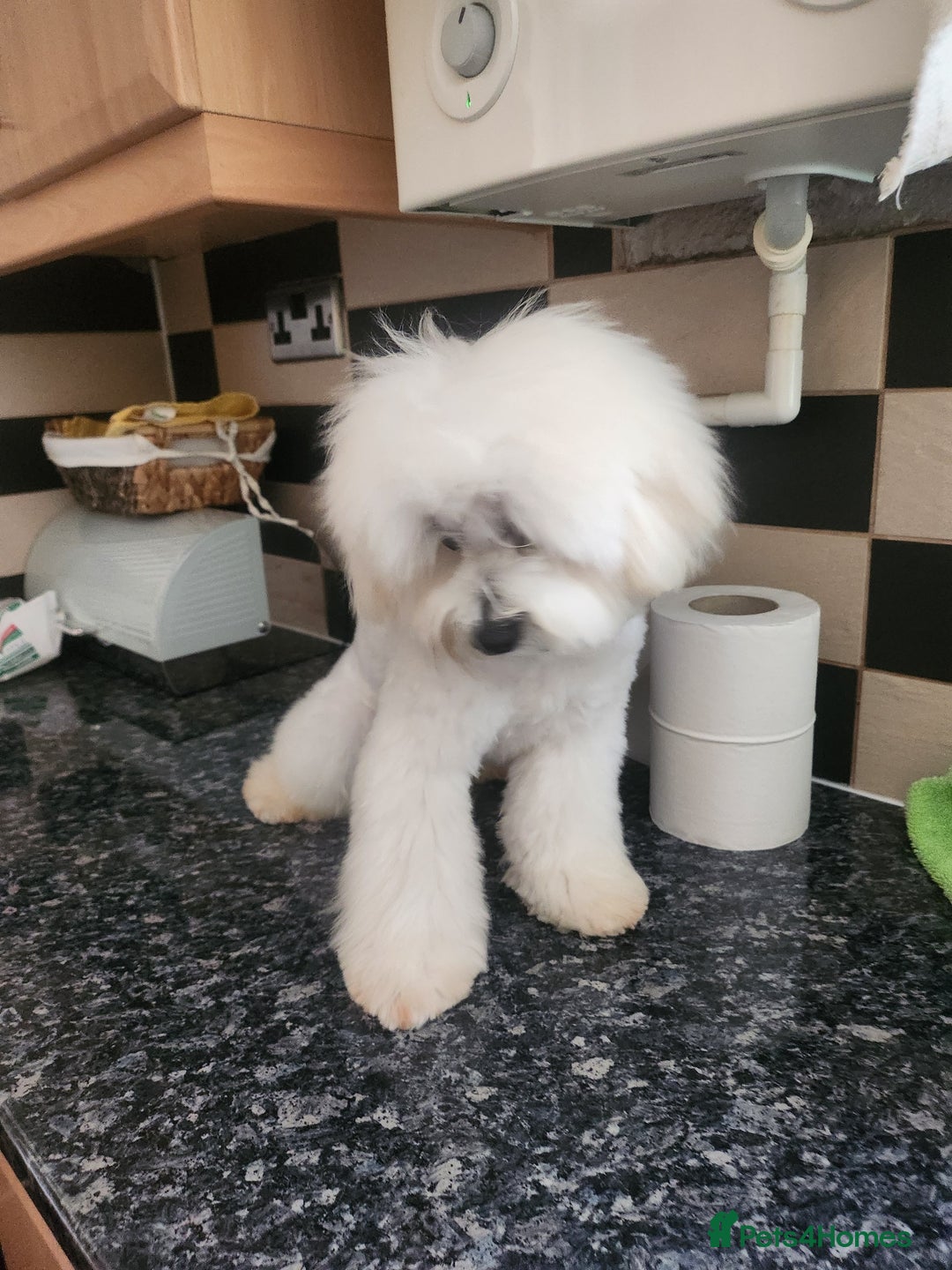 Maltipoo dogs for stud: Only for stud - Advert 8