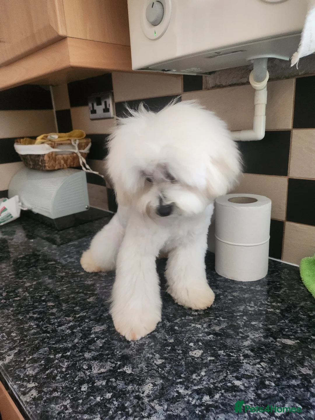 Maltipoo dogs for stud: Only for stud - Advert 8