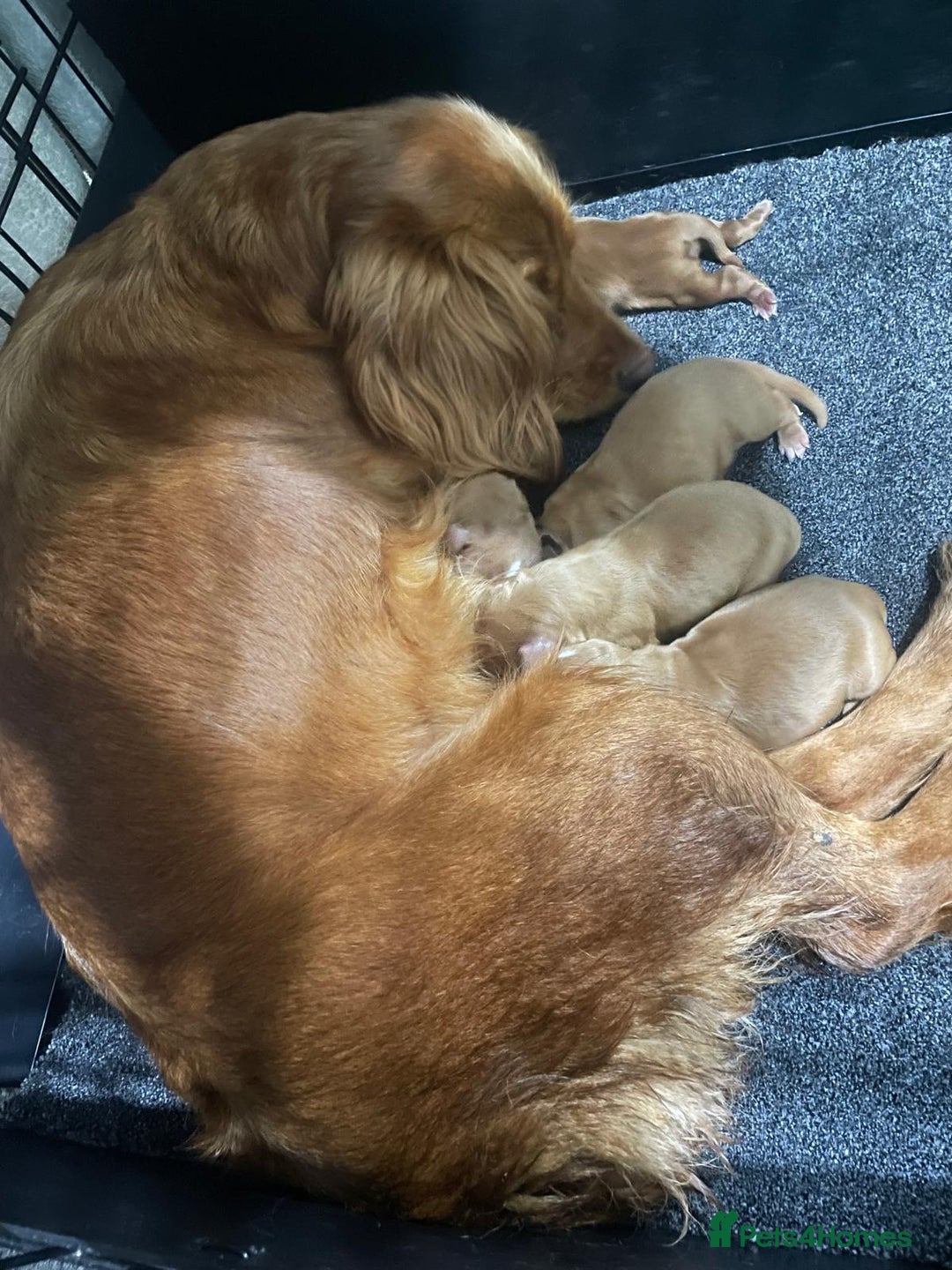 Cocker Spaniel dogs for sale:  cocker spaniel  - Advert 7