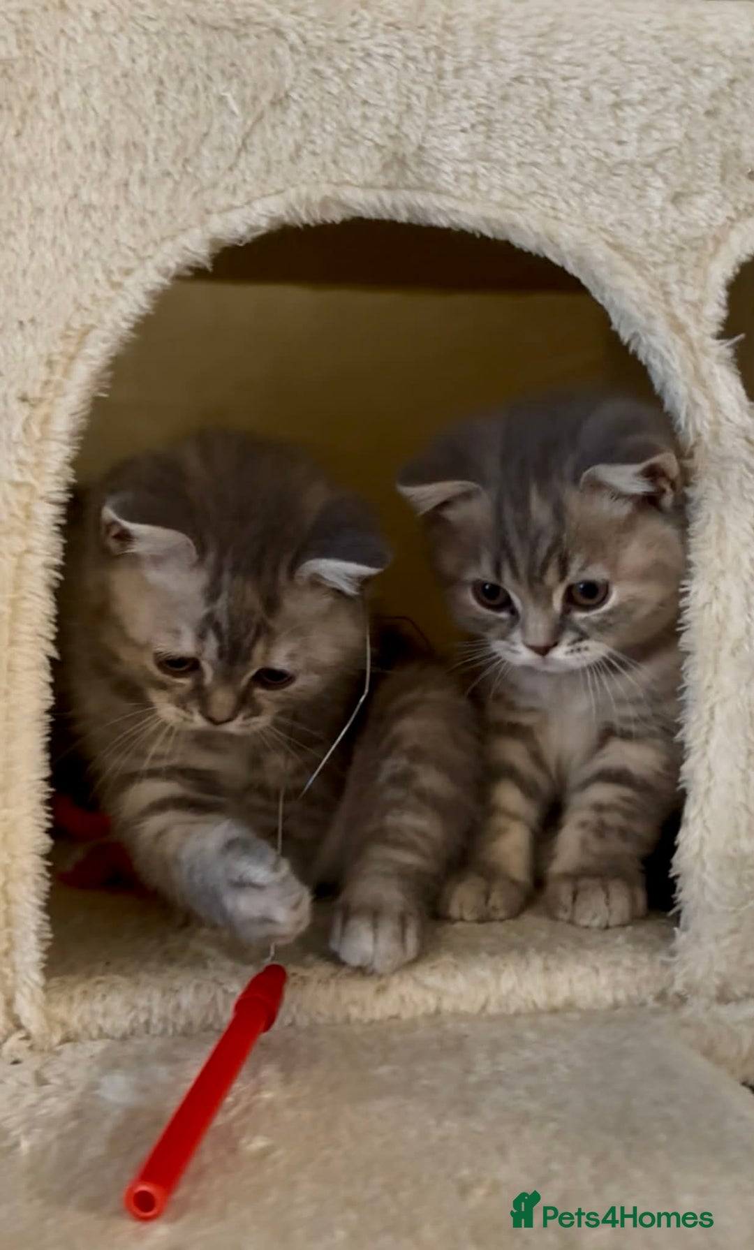 British Shorthair cats for sale: British Shorthair Kittens - Advert 17