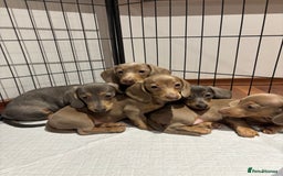 Miniature Dachshund dogs for sale: Outstanding Minature Dachshunds Puppies For Sale  - Image 4