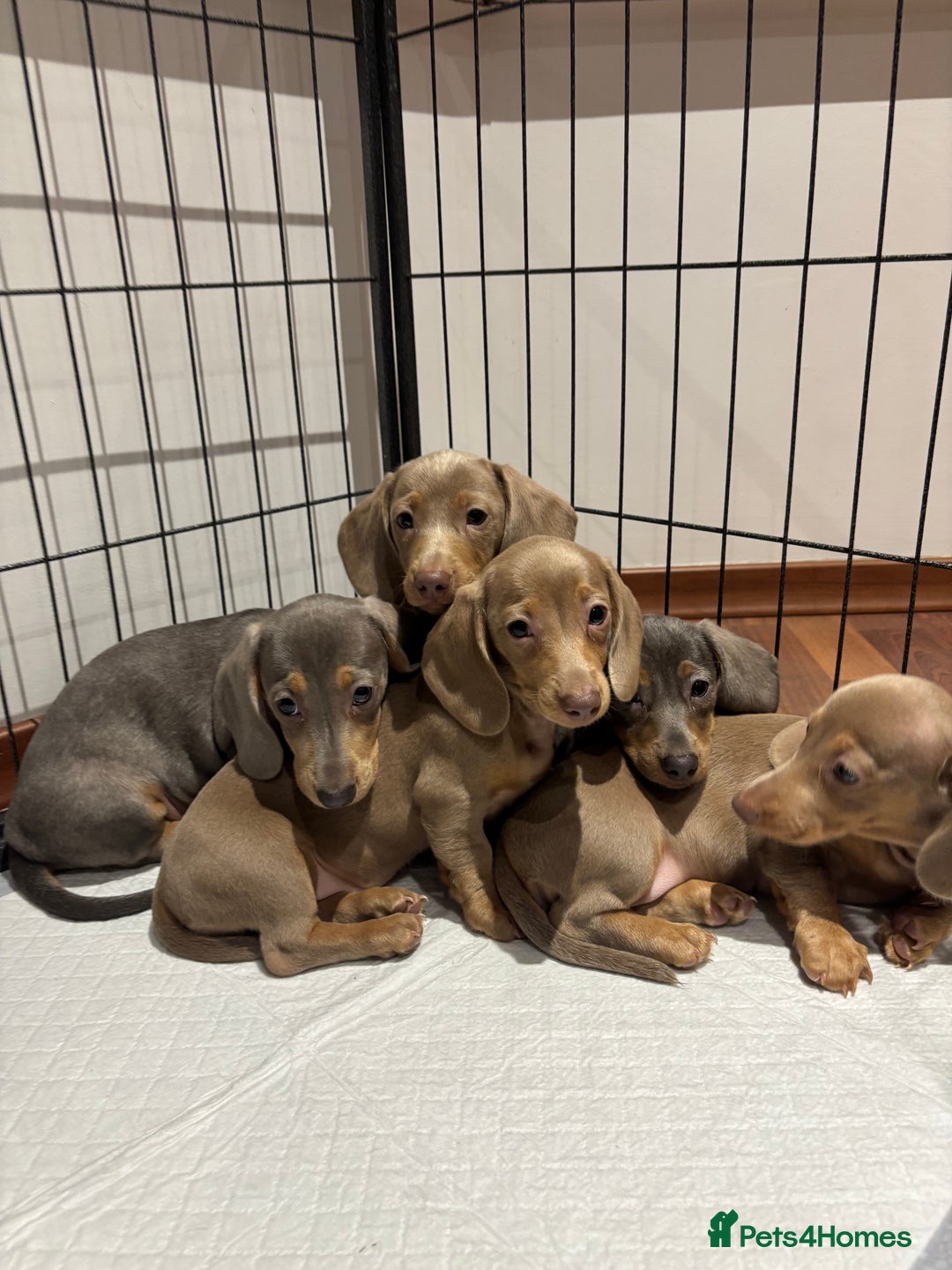 Miniature Dachshund dogs for sale: Outstanding Minature Dachshunds Puppies For Sale  - Image 4