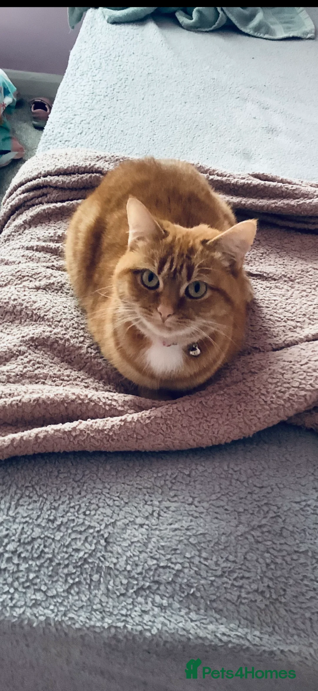 Mixed Breed cats for sale: Cat for sale - Advert 1