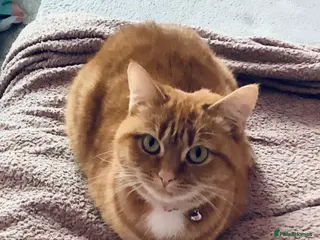 Mixed Breed cats Cat for sale - Advert 1