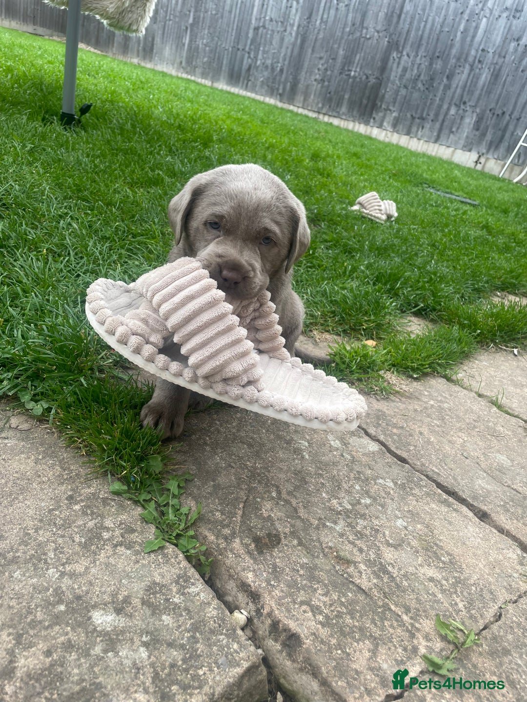 Labrador Retriever dogs for sale: Stunning kc silver Labradors  - Image 5