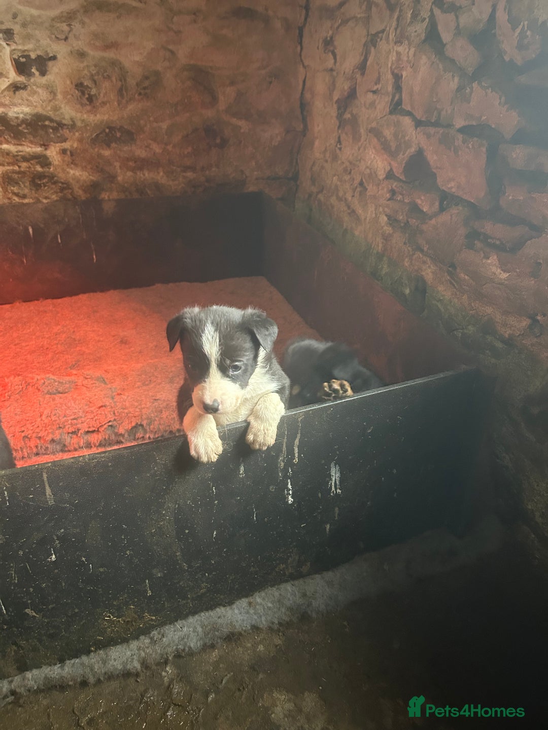 Mixed Breed dogs for sale: 5 Collie x Huntaway pups for sale. - Advert 10