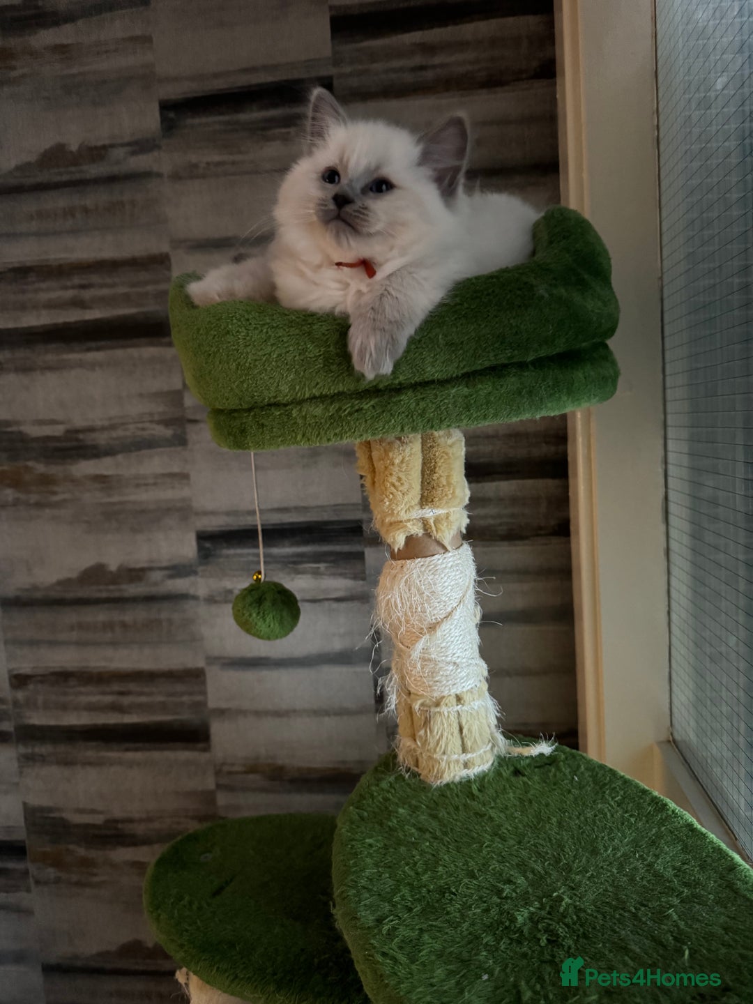 Ragdoll cats for sale: Ragdoll kitten - Advert 6