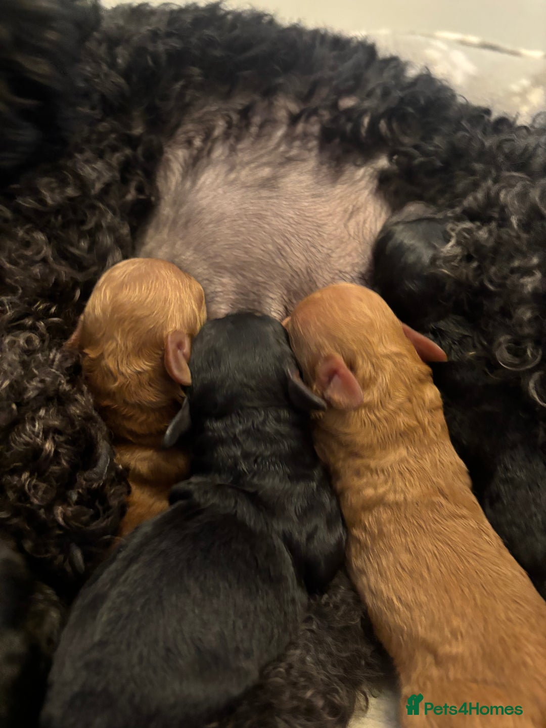 Toy Poodle dogs for sale: Kc Registered Toy Poodle Pups 🐾 - Advert 3