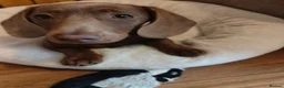 Dachshund dogs for sale: Cute little dachshund girl - Advert 9