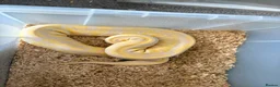 Python Snake reptiles for sale: Royal pythons  - Advert 4