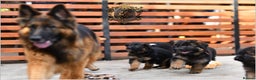 German Shepherd dogs for sale: BRUSAVENBERG LITTER DUE 3rd WEEK of JANUARY 2026 - Advert 8