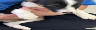 Border Collie 3
