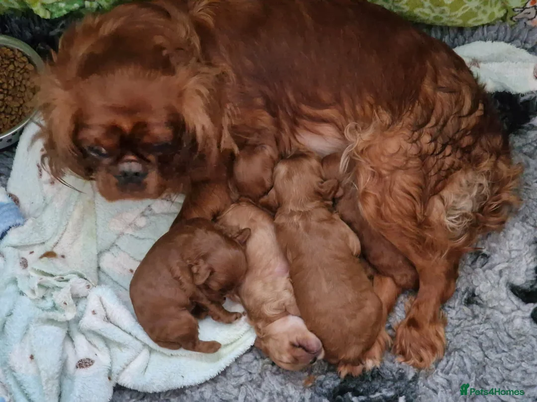 Cavapoo dogs for sale: Quality F1 Cavapoos - Advert 8