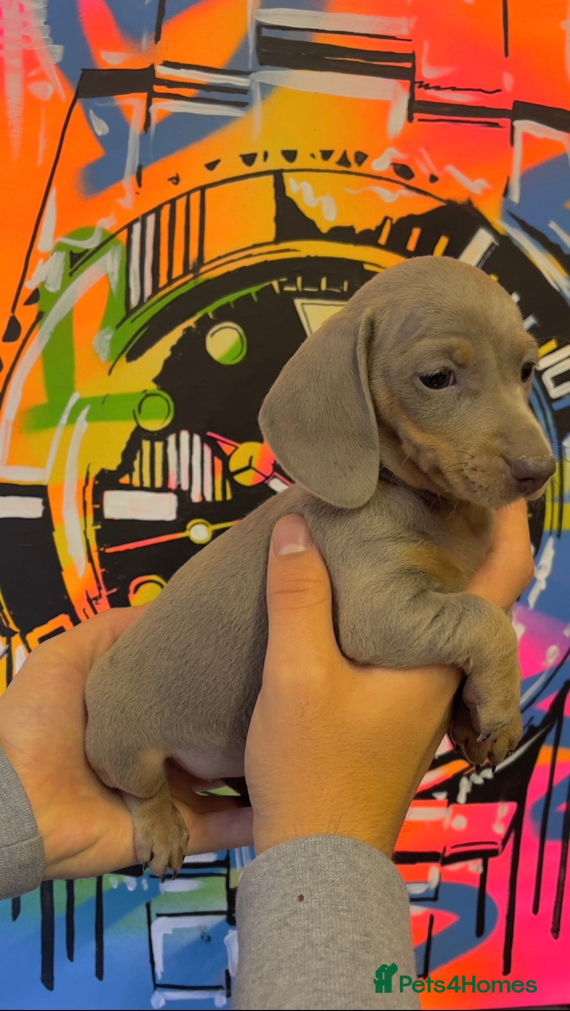 Miniature Dachshund dogs Ready Now Quality mini Isabela & tan Daxi puppy,s  - Advert 15