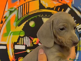 Miniature Dachshund dogs Ready Now Quality mini Isabela & tan Daxi puppy,s - Advert 12