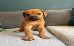 Mixed Breed dogs for sale: Puppies looking for forever homes 🏡 - Image 3