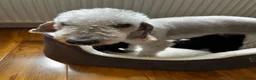 Mixed Breed dogs for sale: Beautiful black beddipoos  in Bishop Auckland - Advert 8