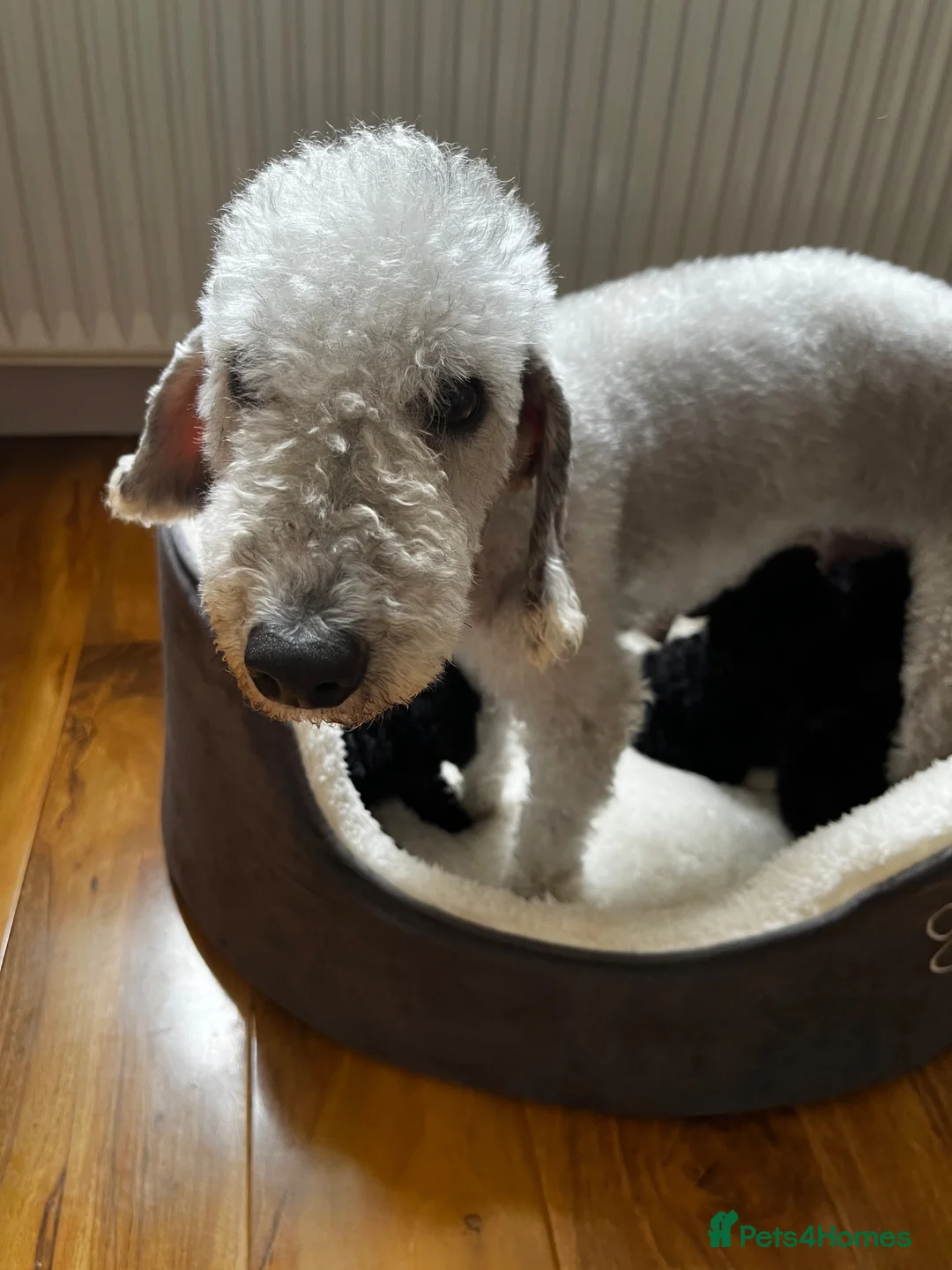 Mixed Breed dogs for sale: Beautiful black beddipoos  in Bishop Auckland - Advert 8