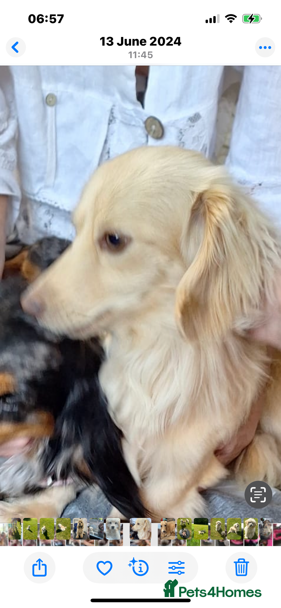 Mixed Breed dogs for sale: Amazing Shweenie girl - Advert 13