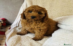 Cockapoo dogs for sale: 5* Miniature F1b Cockapoo Puppies - Advert 12