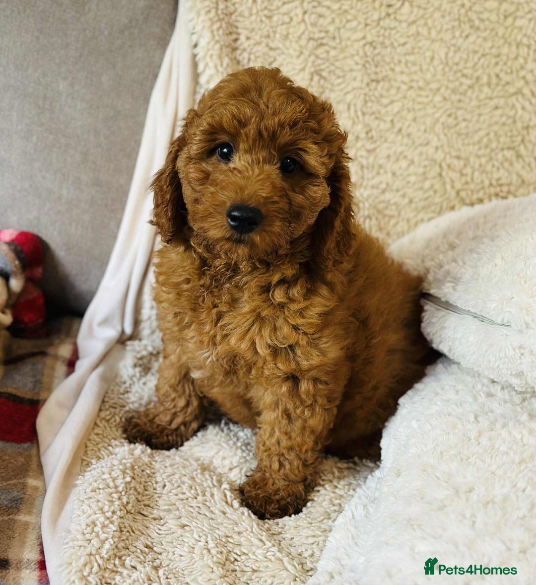 Cockapoo dogs for sale: 5* Miniature F1b Cockapoo Puppies - Advert 12