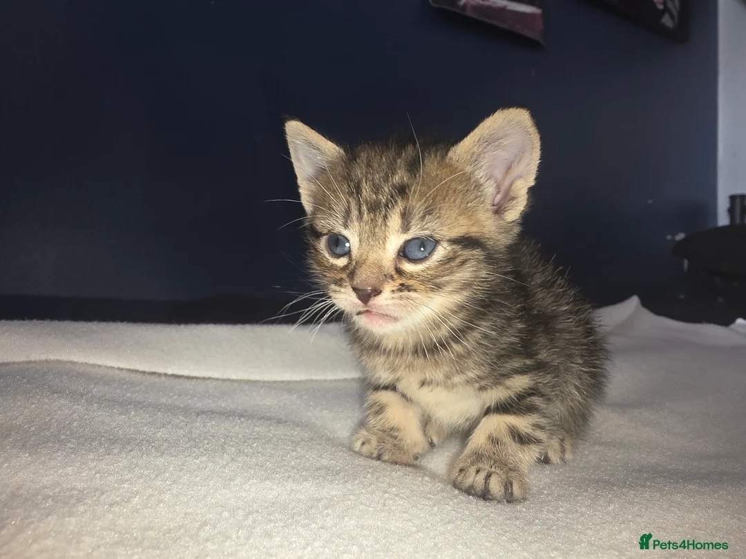 Bengal cats for sale: Beautiful coloured 1/2 Bengal Kittens in Croydon - Advert 2