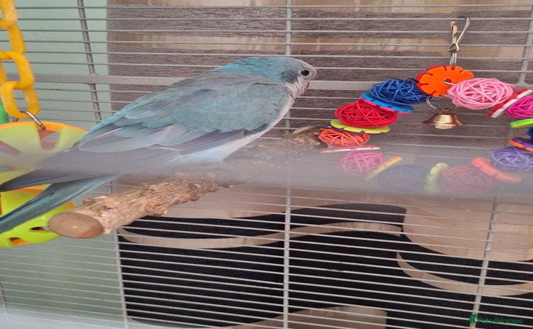 Parakeets birds - Advert 1