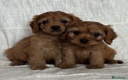 Cavapoo dogs for sale: Toy cavapoos f1  - Image 13