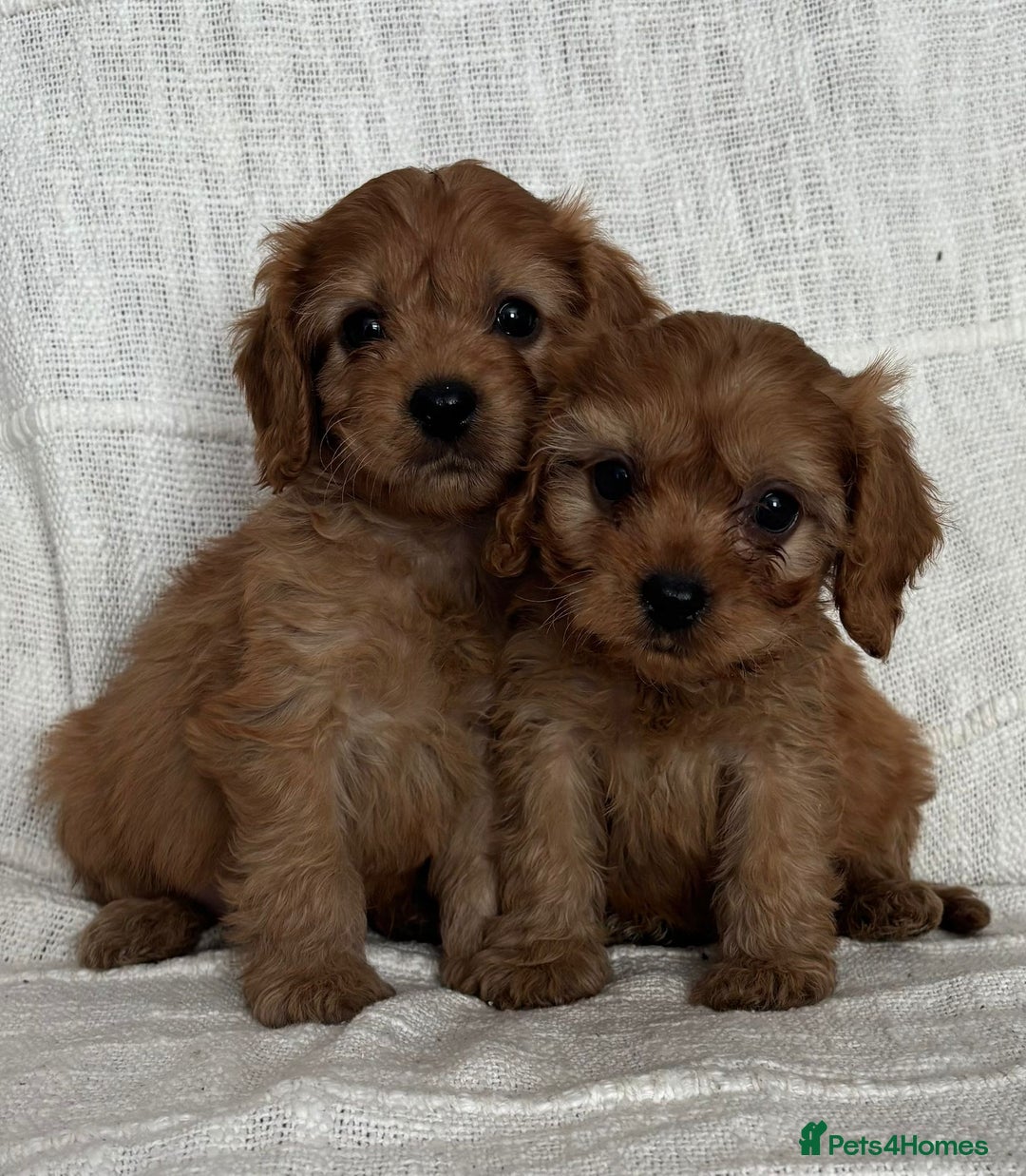 Cavapoo dogs for sale: Toy cavapoos f1  - Image 13