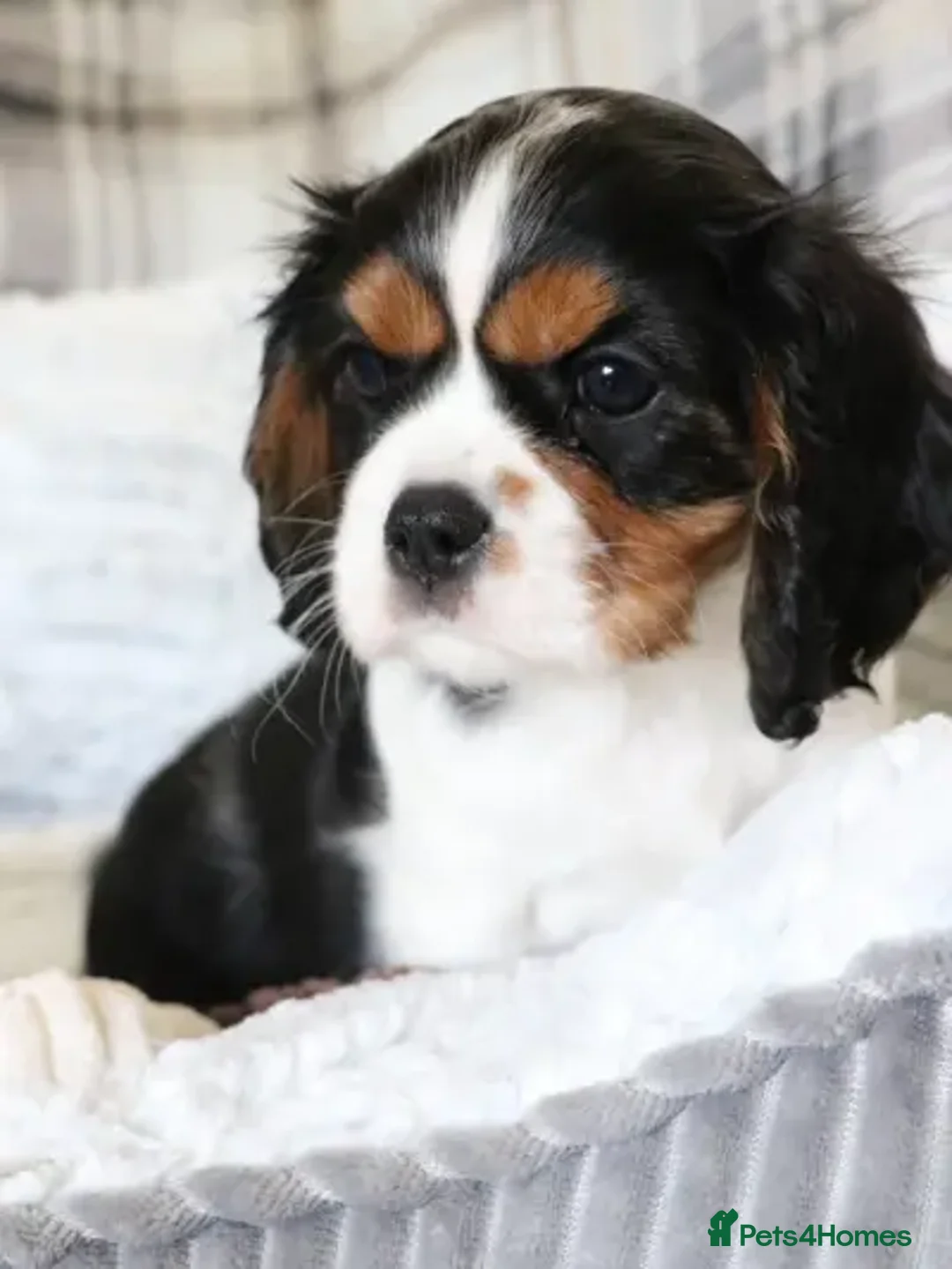 Cavalier King Charles Spaniel dogs for stud: Fully health tested Black and Tan stud.  in Wrexham - Advert 15