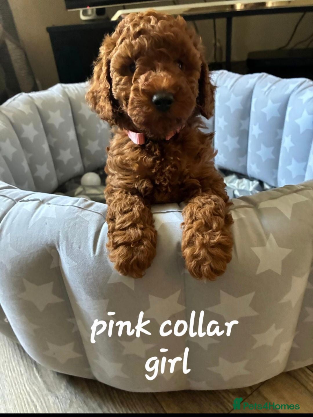 Cockapoo dogs Red F1B Toy Cockapoo's - Advert 1