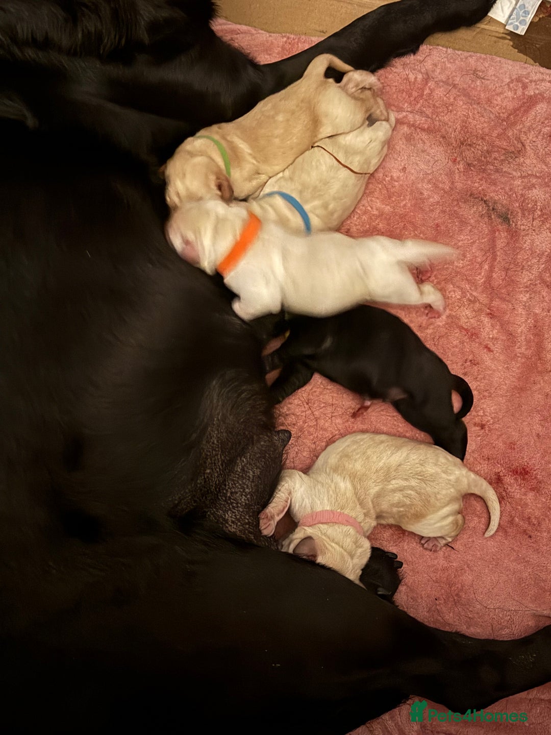 Labrador Retriever dogs for sale: 9 stunning Labrador puppies  - Image 5
