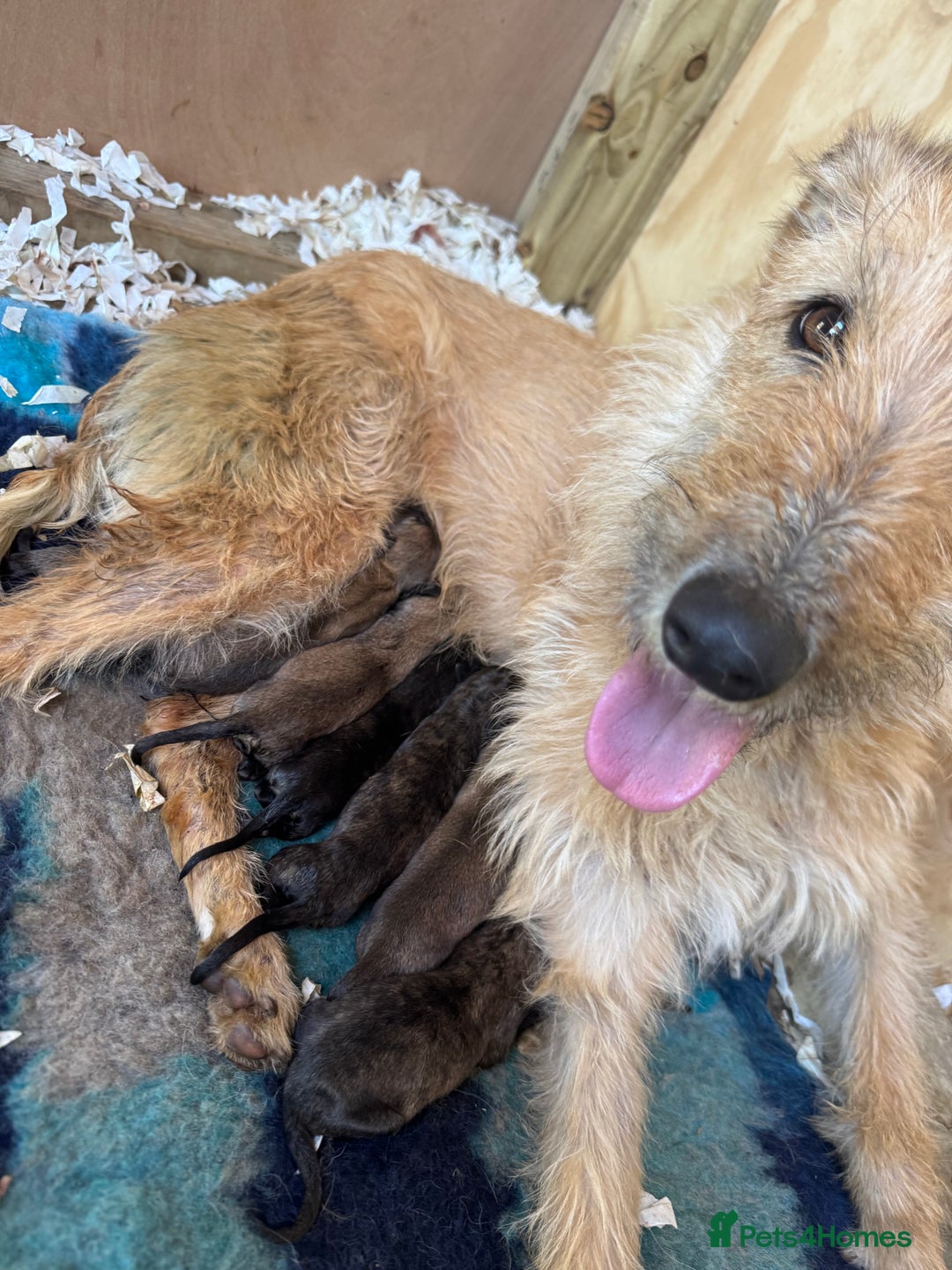 Lurcher dogs for sale: Norfolk tumbler lurcher - Image 3