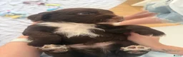 Sprocker dogs for sale: 8 beautiful chocolate and white cocker spaniels  - Advert 29