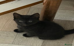 Maine Coon cats for sale: Beautiful mixed breed kittens  - Image 16