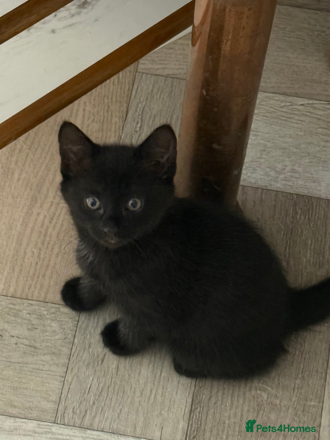 Maine Coon cats for sale: Beautiful mixed breed kittens  - Image 16