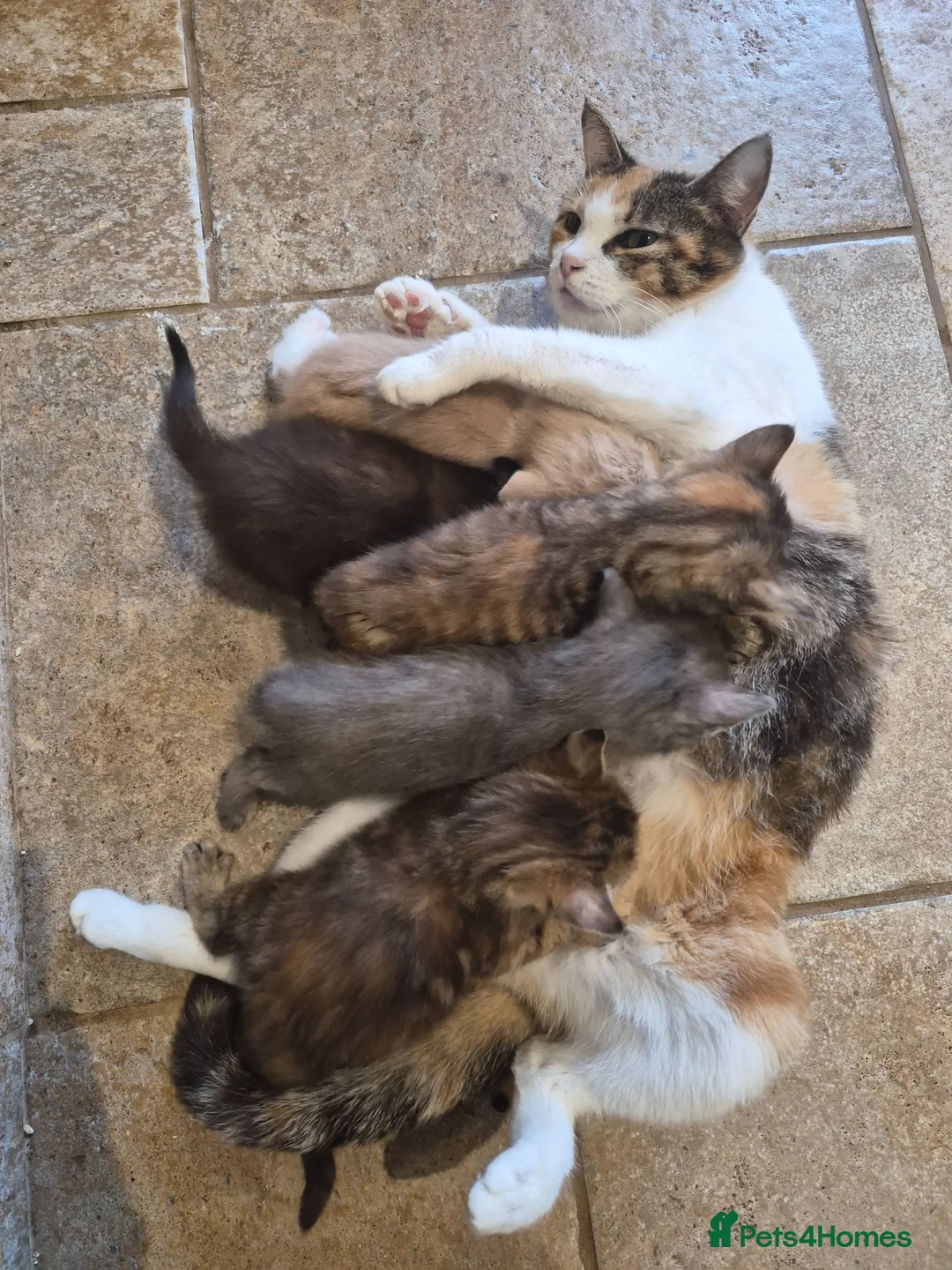 Mixed Breed cats for sale: Super cute kittens 😻 - Advert 2