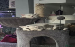 British Shorthair cats for sale: Last 2 boys!!  - Image 1