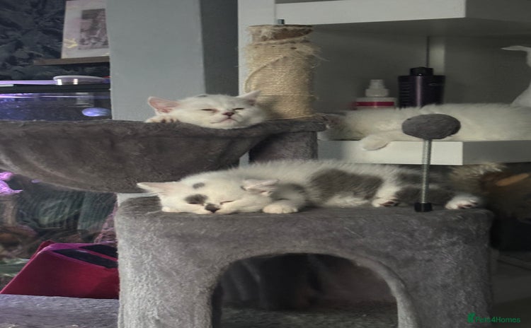 British Shorthair cats - Advert 4