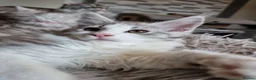 Maine Coon cats for sale: Tica registered ready now - Advert 3