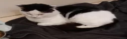 Mixed Breed cats for sale: Friendly Male Cat Looking for His Forever Home 🐾 - Advert 4