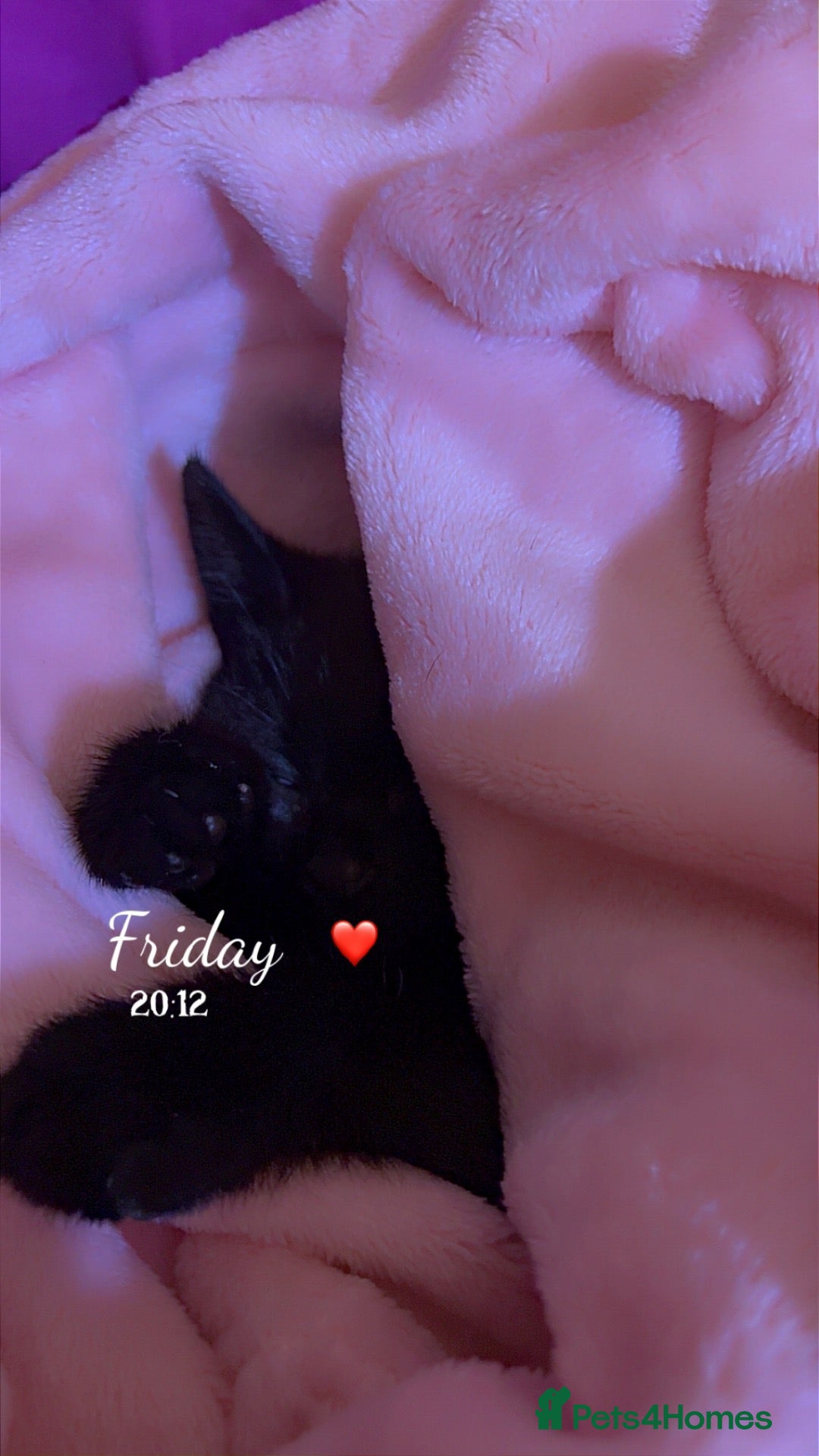 Mixed Breed cats Female kitten for rehoming £30 - Advert 3