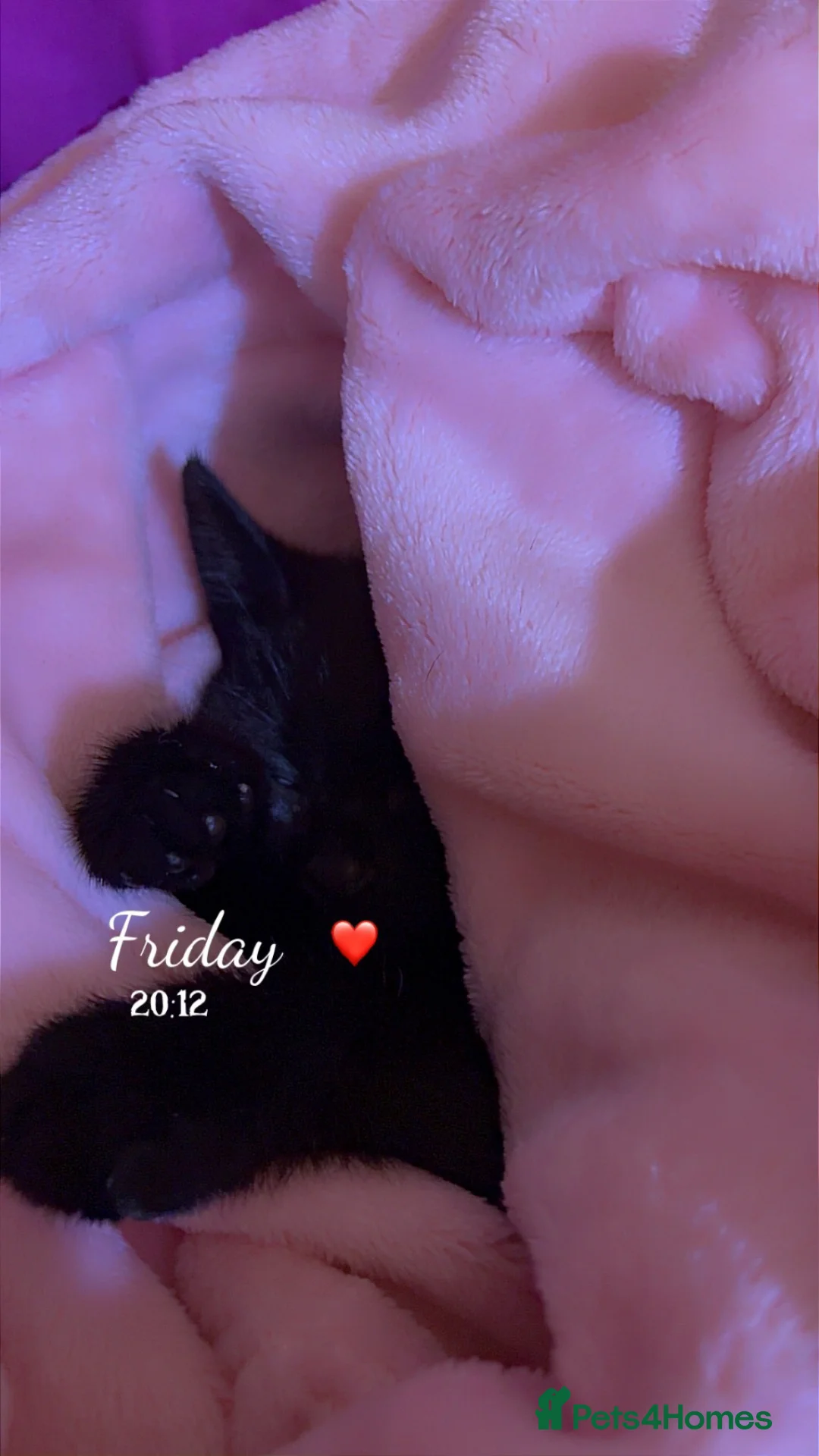 Mixed Breed cats for sale: Female kitten for rehoming £30 - Advert 1