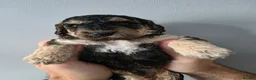 Cockapoo dogs for sale: 2 F1b Cockapoo Boys. DNA HEALTH TESTED - Advert 13