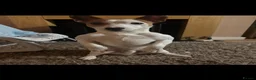 Jack Russell dogs for sale: Jack Russell Male  in Holyhead - Advert 4