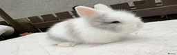 Lionhead rabbits for sale: Doublemane lionheads in Saltash - Advert 12