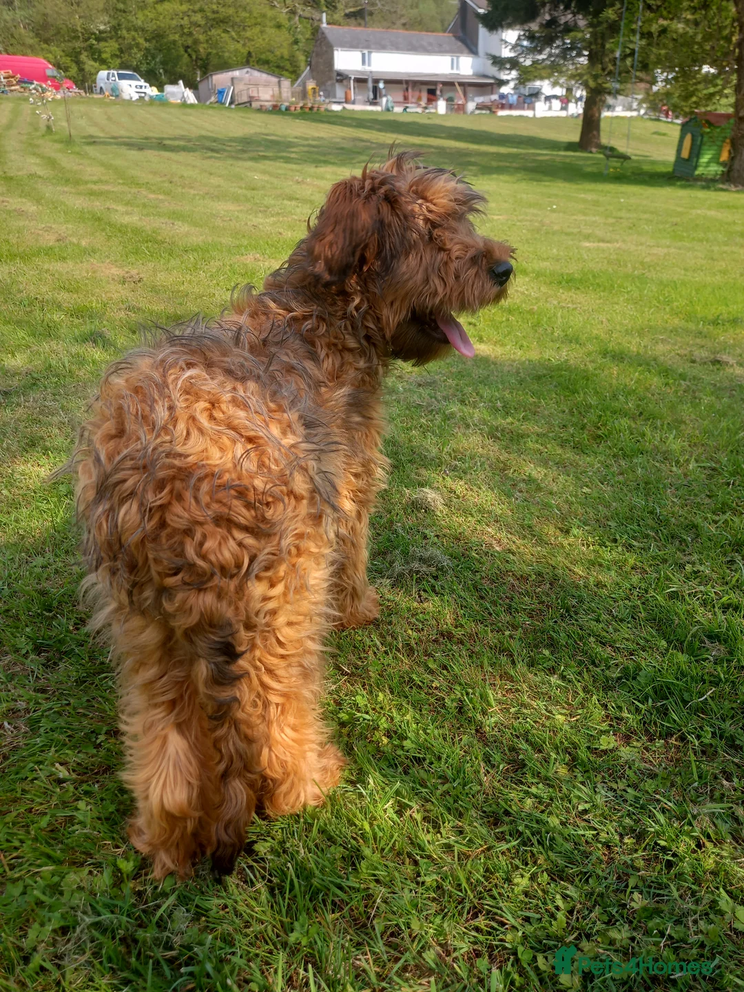 Briard dogs for sale: Top class puppies - Advert 2