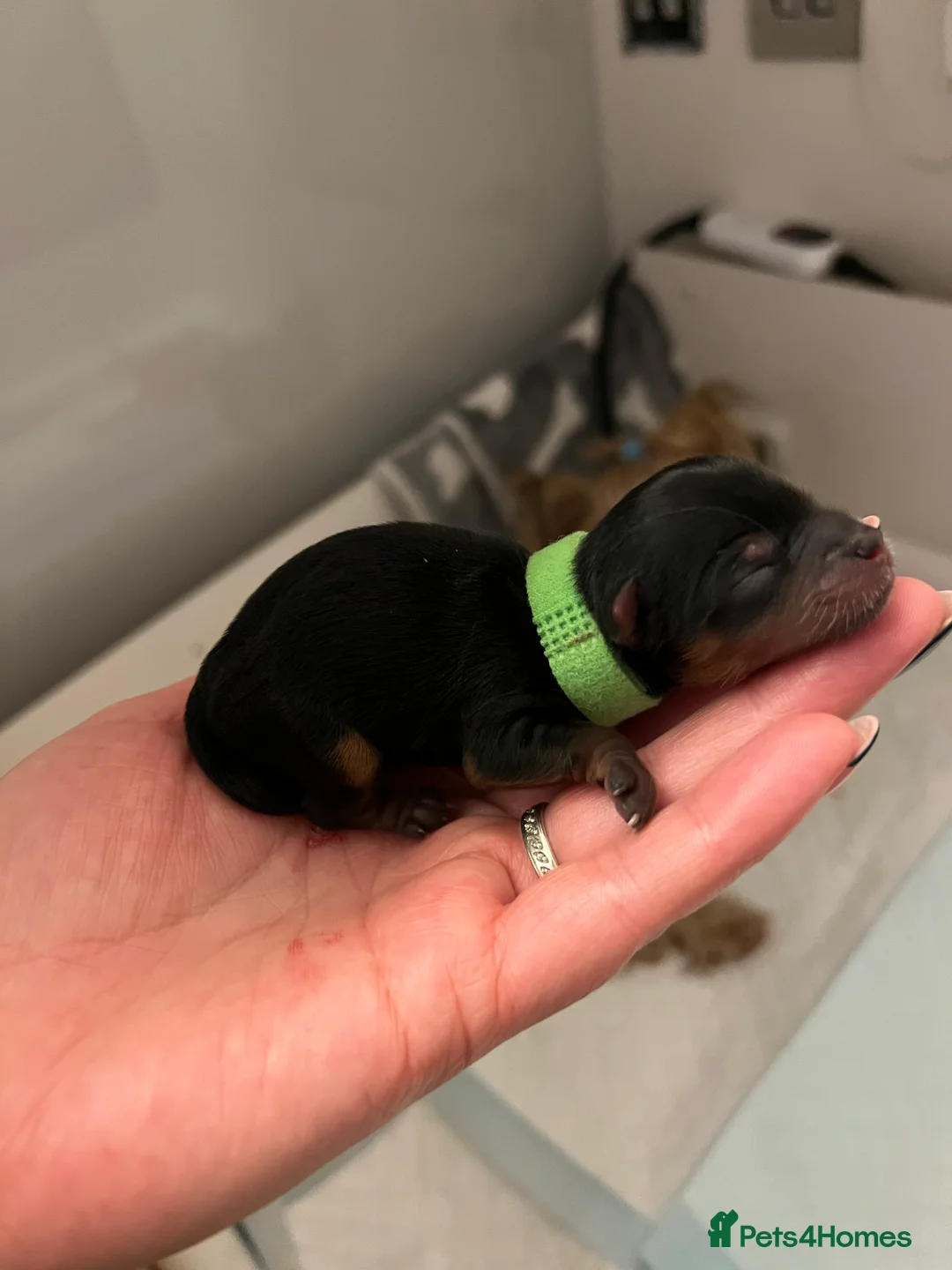 Yorkshire Terrier dogs for sale: Exceptional Pure Yorkshire Terrier Boys  - Advert 2